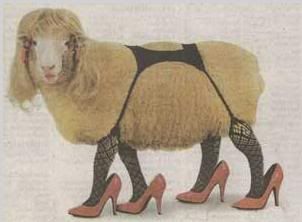 sheep-arkansas_hooker.jpg