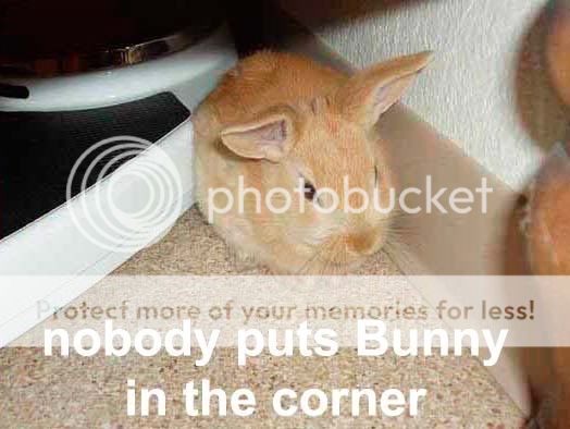 bunny.jpg