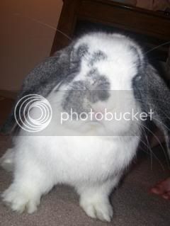 Bunnypictures-Leanne012.jpg