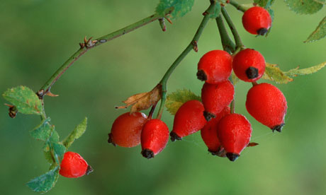 Dog-Rose-Hip-007.jpg