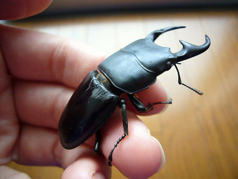 stag-beetle.jpg