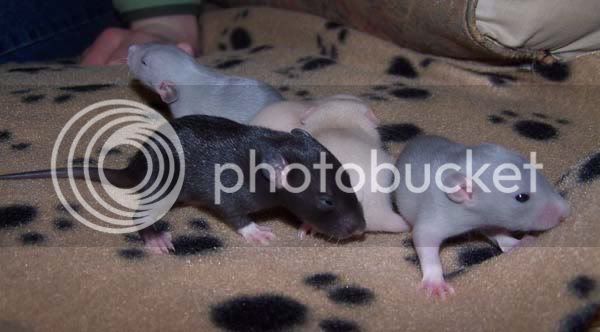 rats040-2.jpg