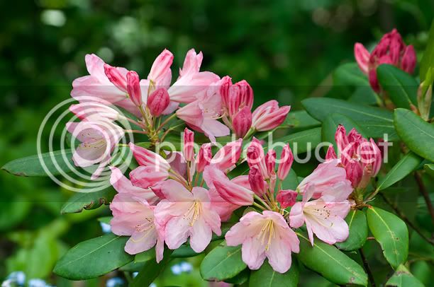 RhododendronBali_web.jpg