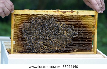 stock-photo-bee-keeper-places-a-frame-with-brood-bee-eggs-honey-comb-and-lots-of-bees-33294640.jpg