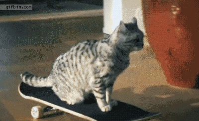 1362420757_cat_uses_skateboard_zps0ad13dcc.gif