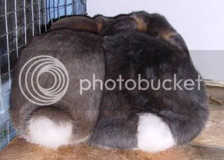 bunnybutts.jpg