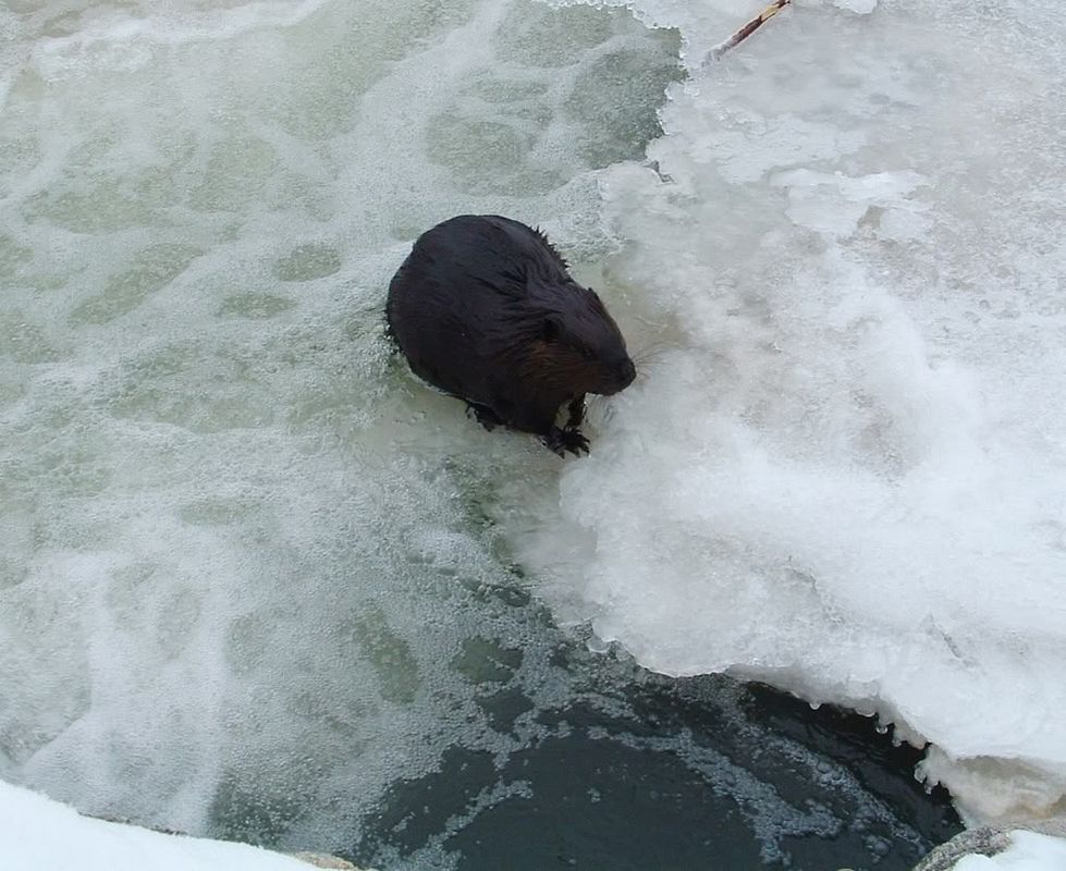 WeirHoleBeaver.jpg