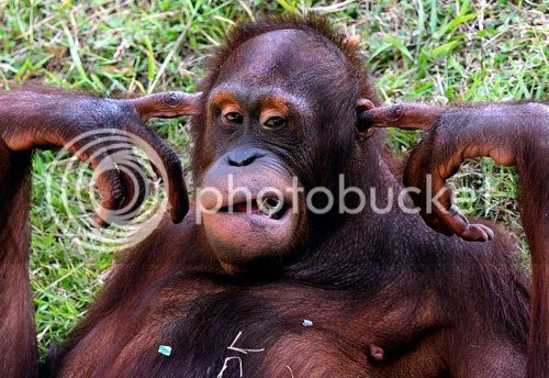 hear-no-evil-orangutan.jpg