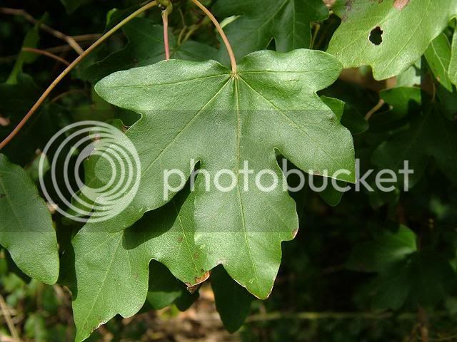 acer_campestre_field_maple_tree_leaf_22-09-06.jpg