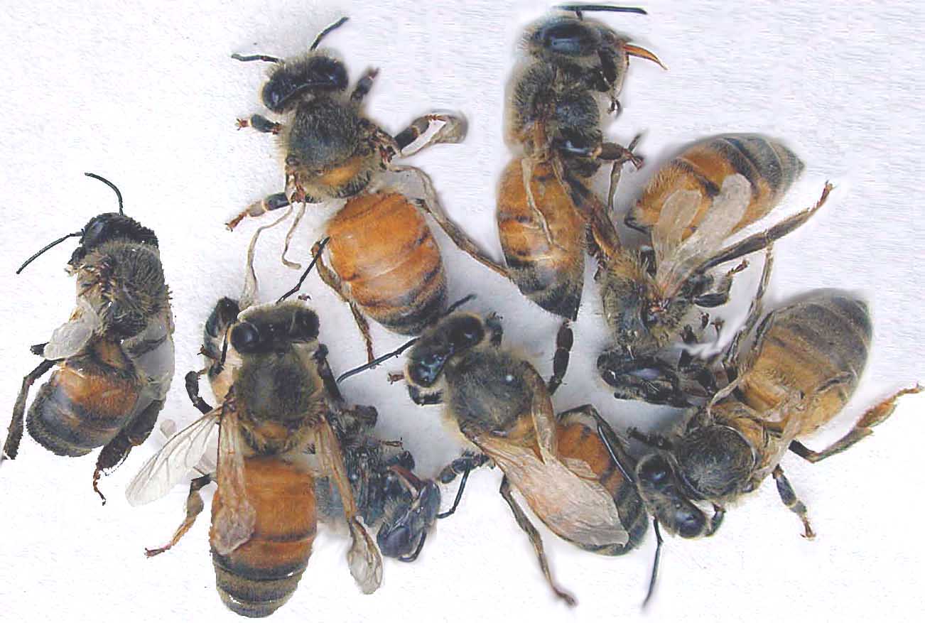 bees-with-deformed-wings.jpg