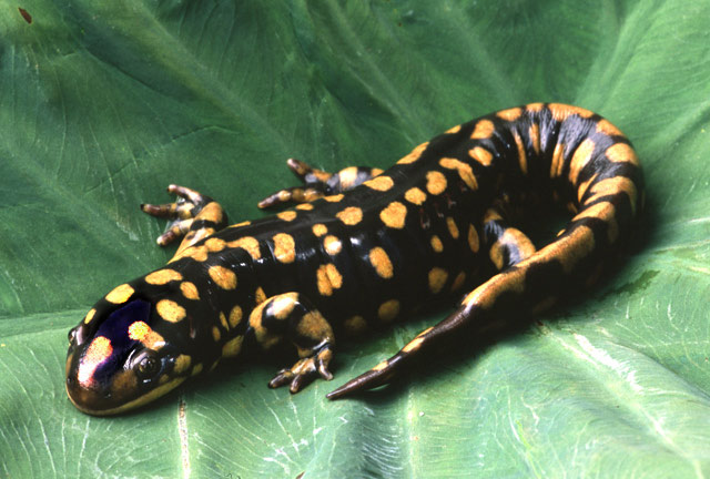 salamander.jpg