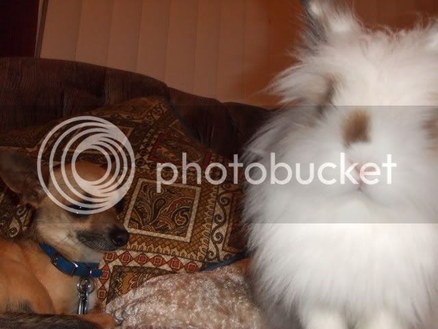 2008_0110bunnyshoot0140.jpg