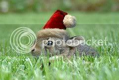 holidaybunny.jpg