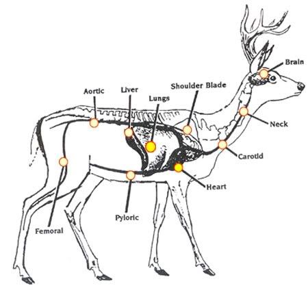 Deer_Anatomy.jpg