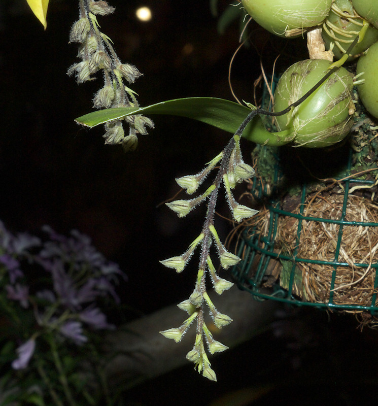 Bulbophyllum%20lindleyanum%202.jpg