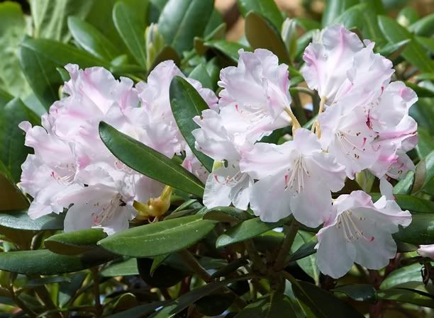 RhododendronPinkParasol_web.jpg