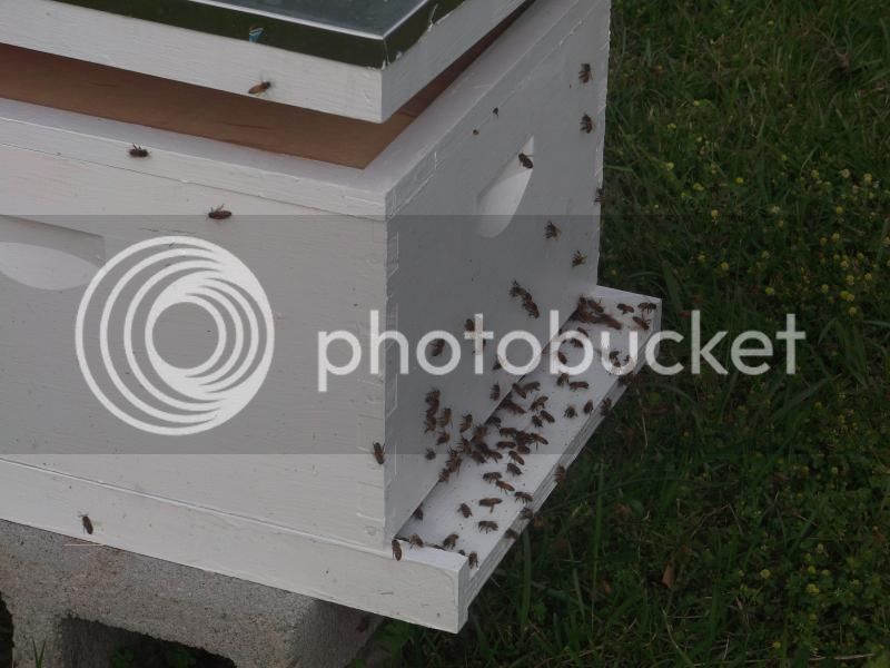 Bees4.jpg