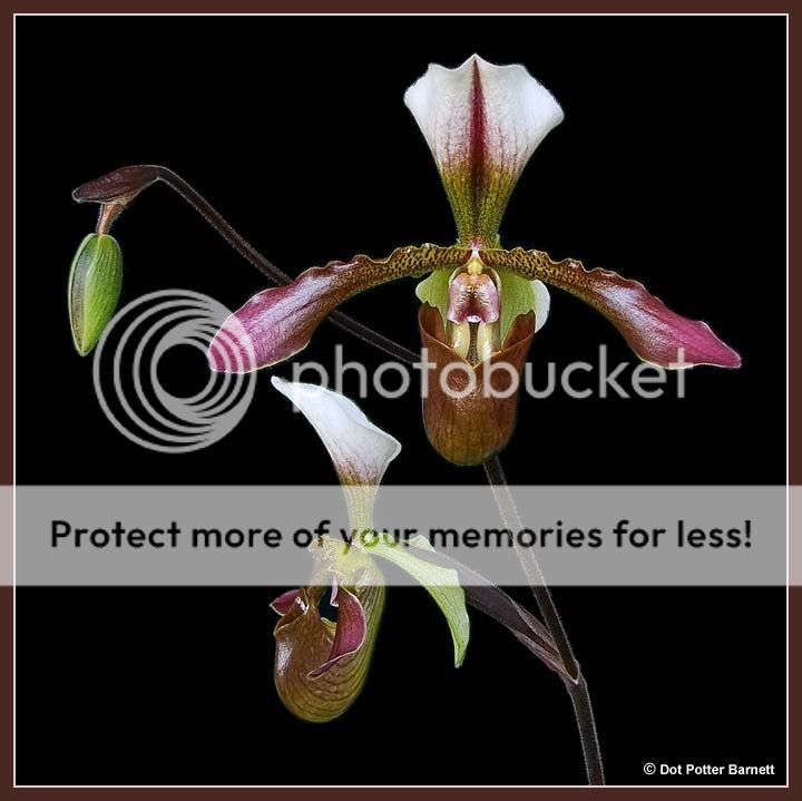 Paph_DeWittSmith-2.jpg