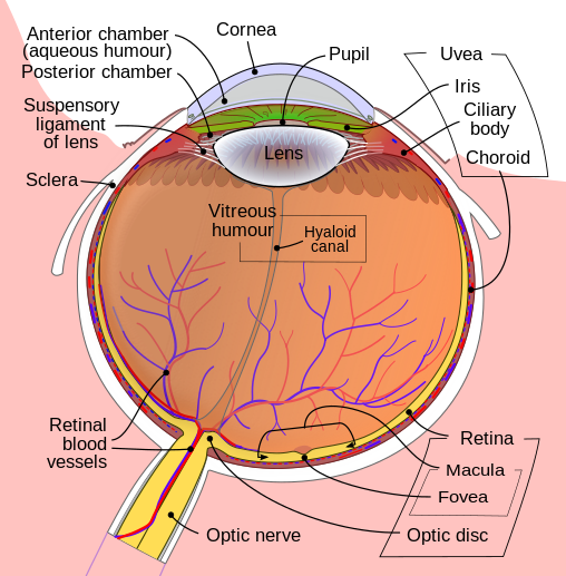 508px-Schematic_diagram_of_the_human_eye_en.svg.png