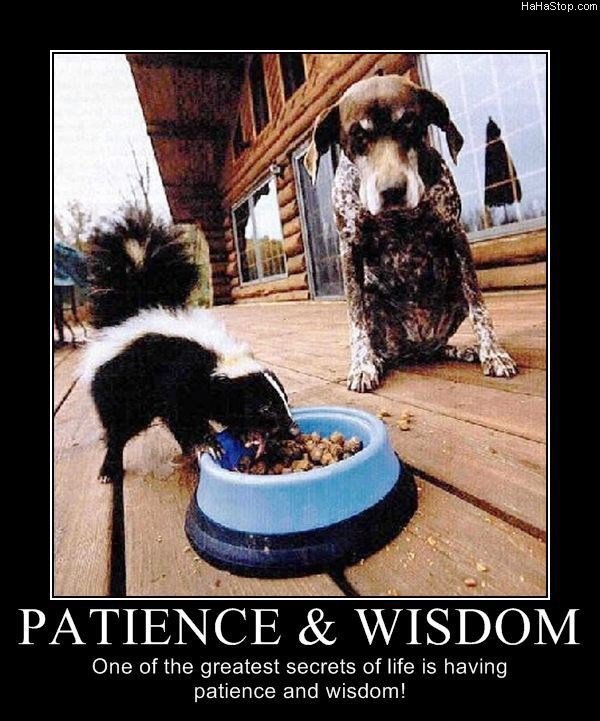 patience-and-wisdom.jpg