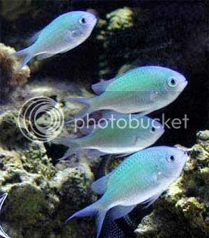 chromis.jpg