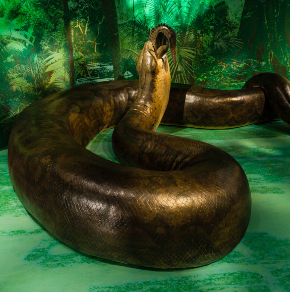 titanoboa-exhibit-nmnh.jpg