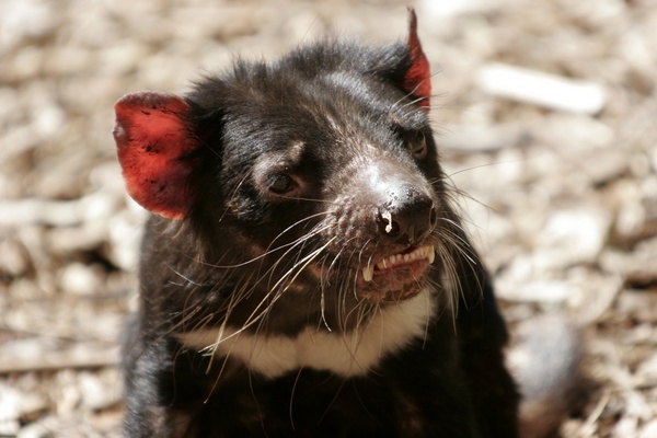 tasmanian_devil.jpg