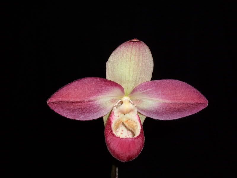 OrchidPictures2014-1.jpg