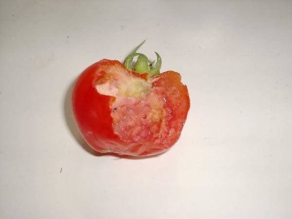 tomato3_600.jpg