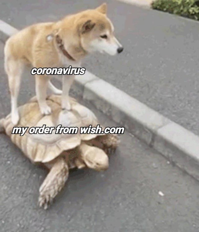 funny-meme-about-the-coronavirus-being-spread-by-orders-from-wishcom-dog-standing-on-a-tortoise