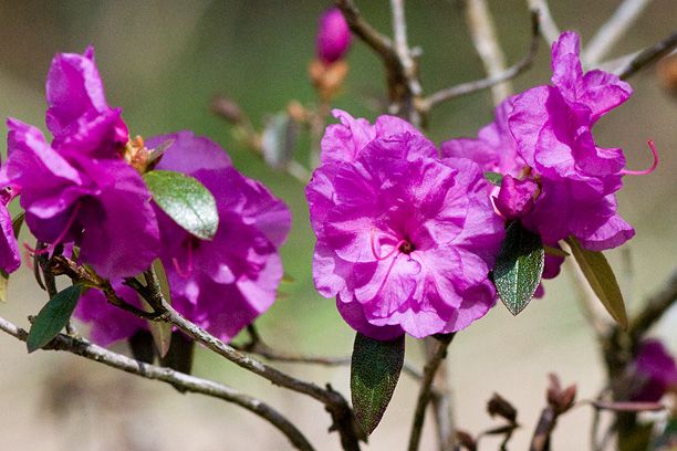RhododendronAprilRose_web.jpg