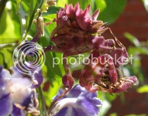 spiny_flower_mantis_south_africa_ryan_3-300x235_zpsd619b9fd.jpg