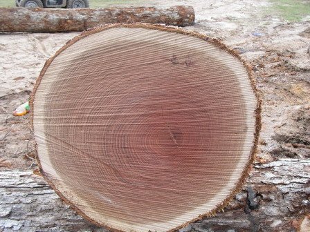Red_Oak_White_Oak_Pine_Logs_Wood_And_Lumber.jpg