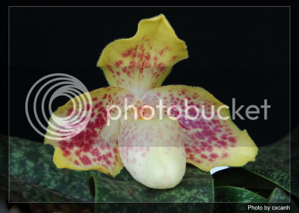 Paphiopedilum%20concolor5.jpg