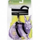 bunny_harness.jpg