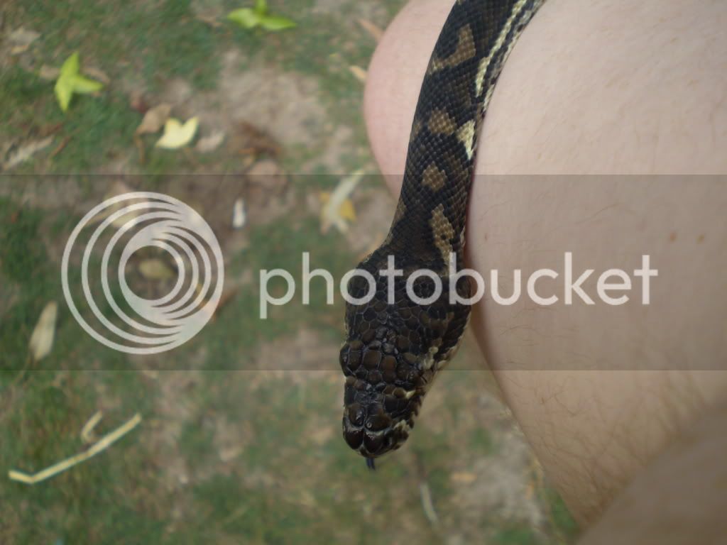 snakes014.jpg