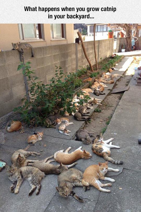 funny-cats-sleeping-yard-crowd-1.jpg