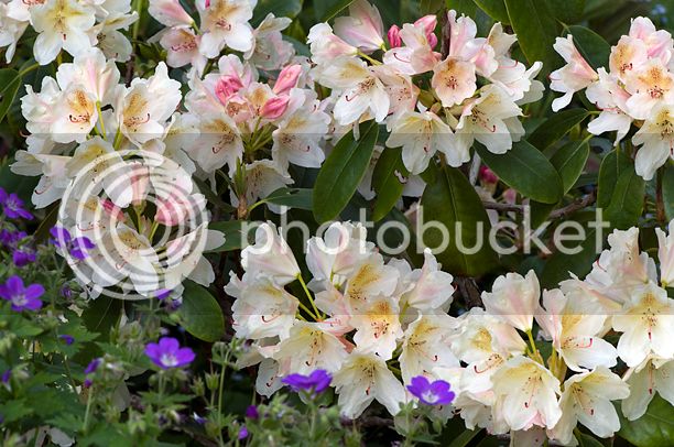 RhododendronCasanova_web-1.jpg