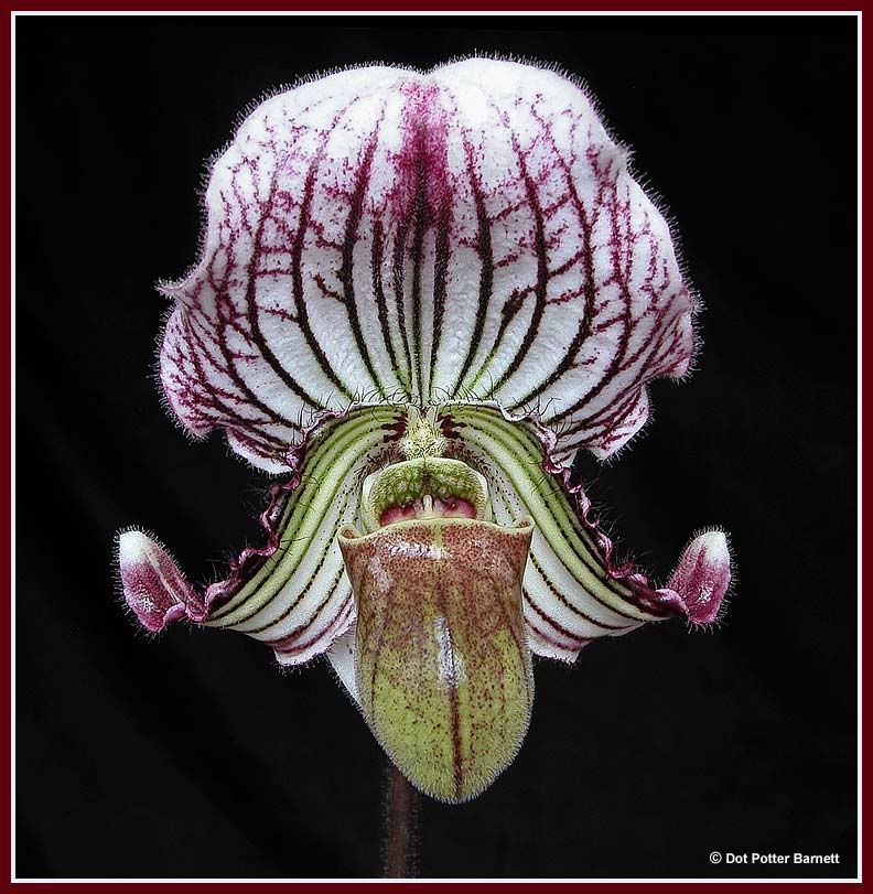 Paph_fairrieanum09.jpg