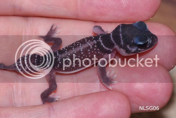 Geckosforsale_-5.jpg