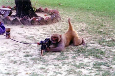 funny+monkeys+with+guns+(5).jpg