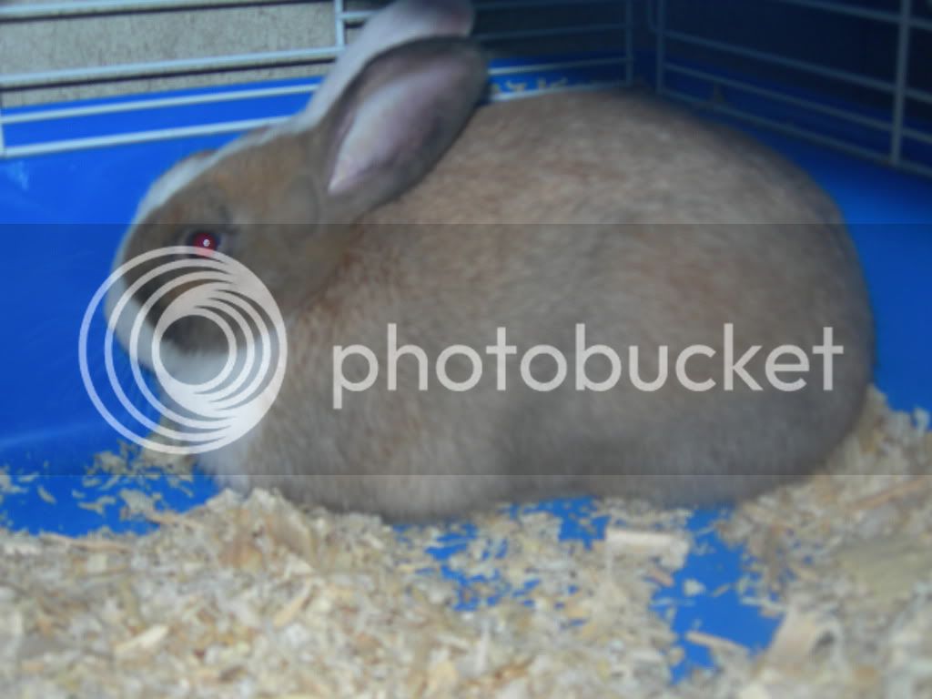 Rabbit005.jpg
