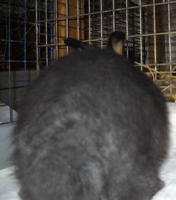 Babybunnybutt6-9-10.jpg