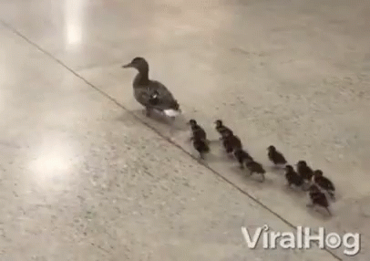 ducks-momma-duck.gif