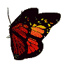 animated_butterfly.gif
