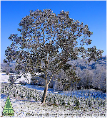 GITForestry-Eucalyptus-pauciflora-SnowGum.jpg