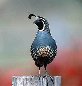 california_quail.jpg