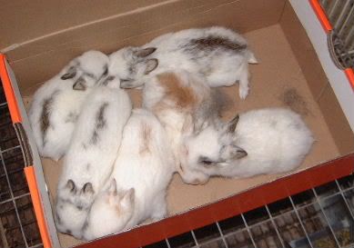 bunnies4-29-11.jpg