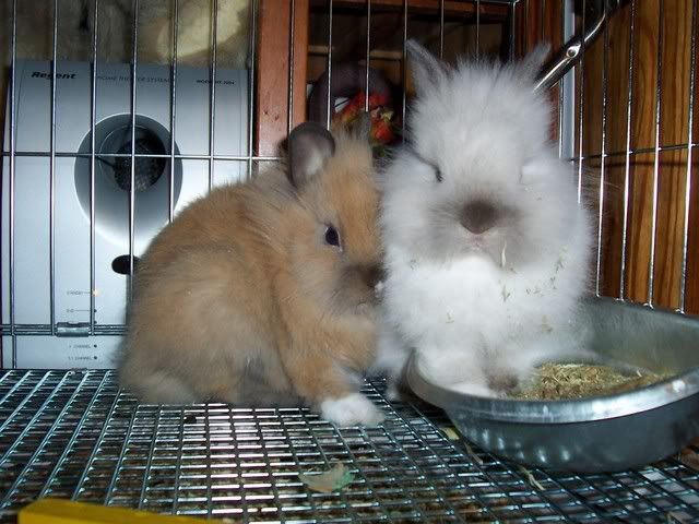 bunnies130.jpg