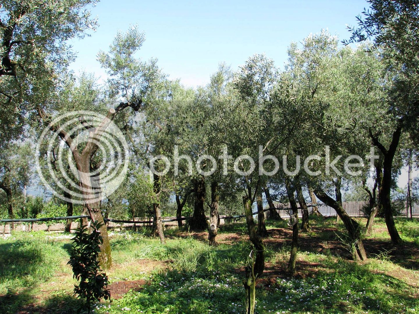 olivefarm_zpsb9e79791.jpg